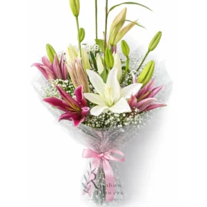 Blushing Lily Beauty