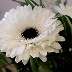 gerbera, bloom, beauty, clean, white
