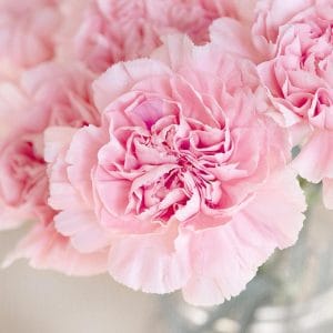 carnation, flowers, cut flowers, nature, beautiful flowers, pink flowers, clove pink, bloom, blossom, flower wallpaper, petals, decorative, flower background, closeup