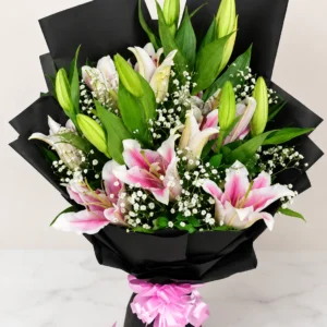 Pink lily Blooming